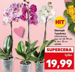 Kaufland Storczyk 1-pędowy oferta