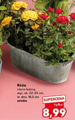Kaufland Róża oferta