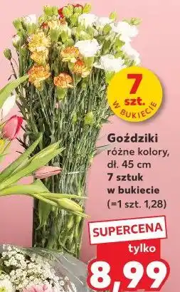 Kaufland Goździki 7 sztuk oferta