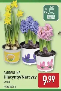 ALDI Narcyz doniczka 12 cm Gardenline oferta