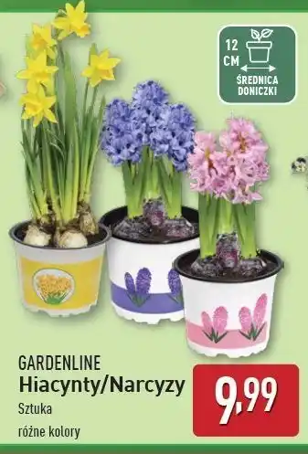 ALDI Narcyz doniczka 12 cm Gardenline oferta