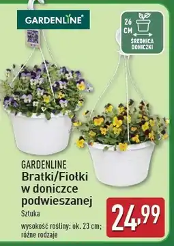 ALDI Bratki w doniczce podwieszanej Gardenline oferta