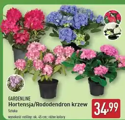 ALDI Rododendron Gardenline oferta