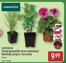 ALDI Krzew ozdobny Gardenline oferta