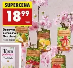 Biedronka Drzewa owocowe Gardenic oferta