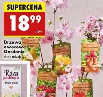 Biedronka Drzewa owocowe Gardenic oferta