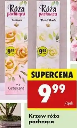 Biedronka Krzew róża pachnąca oferta