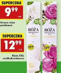 Biedronka Róże XXL wielkokwiatowe oferta