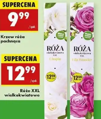 Biedronka Róże XXL wielkokwiatowe oferta