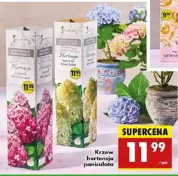 Biedronka Krzew hortensja paniculata oferta