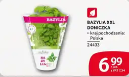 Selgros Bazylia xxl doniczka oferta