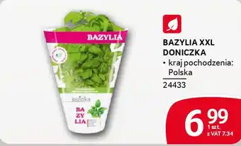 Selgros Bazylia xxl doniczka oferta