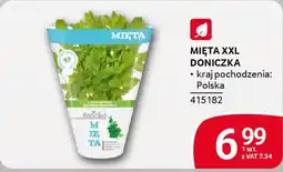 Selgros Mięta xxl doniczka oferta