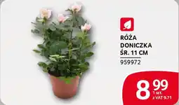 Selgros Róża doniczka śr. 11 cm oferta