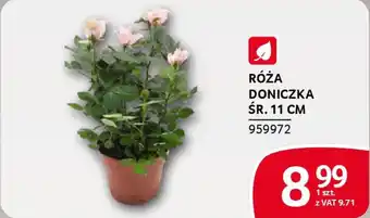 Selgros Róża doniczka śr. 11 cm oferta