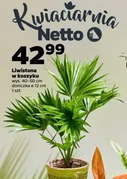 Netto Liwistona w koszyku oferta