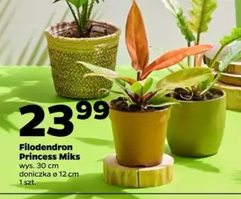 Netto Filodendron princess miks oferta