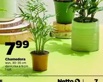 Netto Chamedora w donicy 9 cm oferta