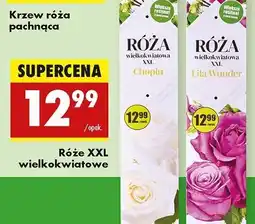 Biedronka Róża w kartonie lilia wunder oferta