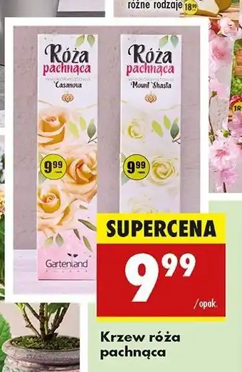 Biedronka Róża pachnąca Gartenland oferta