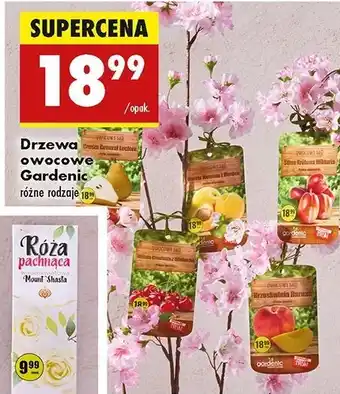 Biedronka Śliwa Gardenic Yard oferta