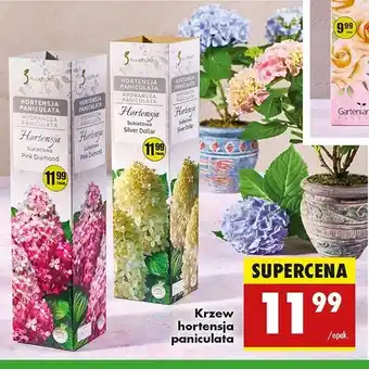 Biedronka Hortensja bukietowa Fructoplant oferta