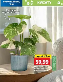 Monstera thai constallation