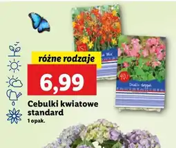 Lidl Cebulki kwiatowe oferta