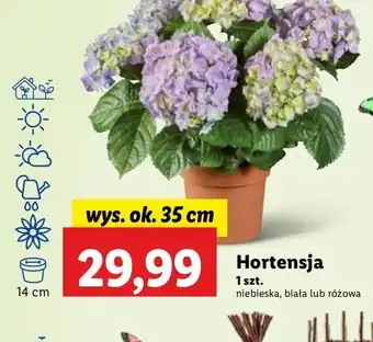 Lidl Hortensja różowa oferta