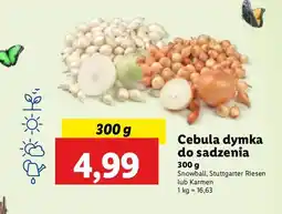 Lidl Cebula dymka karmen oferta