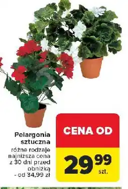 Carrefour Pelargonia w doniczce oferta