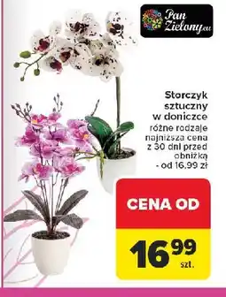 Carrefour Storczyk w doniczce oferta