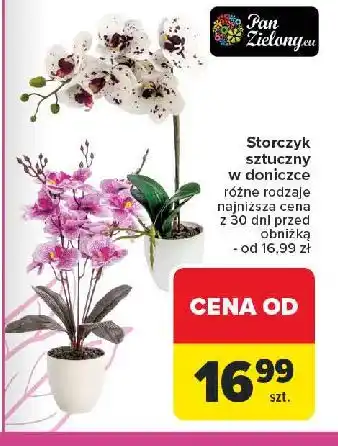 Carrefour Storczyk w doniczce oferta