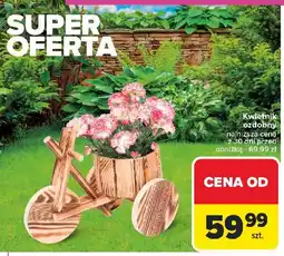 Carrefour Kwietnik ozdobny oferta