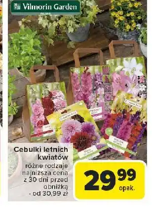 Carrefour Cebulki letnich kwiatów Vilmorin Garden oferta