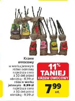 Carrefour Róża w jutowym worku oferta