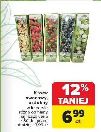 Carrefour Malina biała oferta