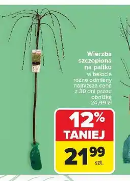 Carrefour Wierzba szczepiona na paliku w balocie oferta