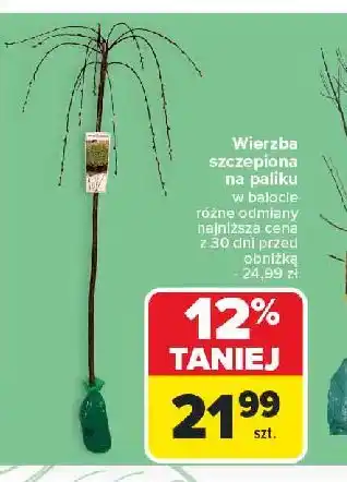 Carrefour Wierzba szczepiona na paliku w balocie oferta