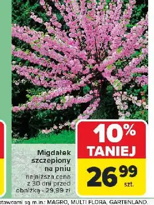 Carrefour Migdałek szczepiony na pniu oferta