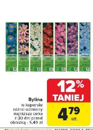 Carrefour Bylina w kapersie oferta