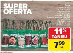 Carrefour Krzew owocowy w woreczku oferta