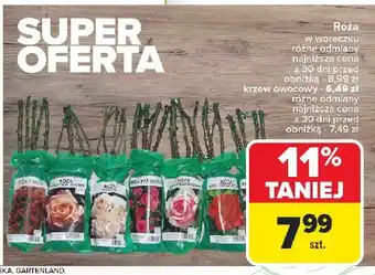 Carrefour Krzew owocowy w woreczku oferta