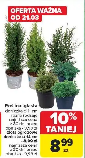 Carrefour Zioła ogrodowe 14 cm oferta