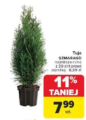 Carrefour Tuja szmaragd oferta