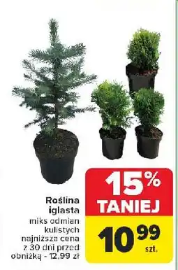 Carrefour Roślina iglasta oferta