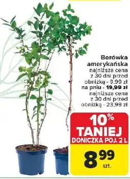 Carrefour Borówka amerykańska na pniu oferta