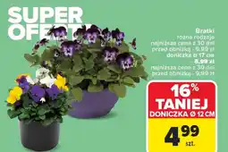 Carrefour Doniczka oferta