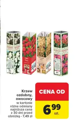 Carrefour Market Krzew ozdobny oferta