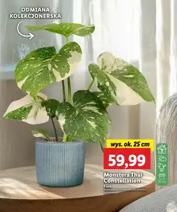 Lidl Monstera Ok oferta